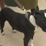 Phoenix Teen Jumps off School Bus to Save His Dog from House Fire