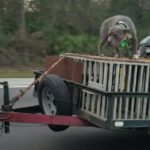 Jerk Ticketed for Transporting His Dog in a Ridiculously Dangerous Way