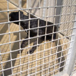 GRRR: 2 Hero Dogs Who Apprehended NYC Mugger Euthanized by Shelter