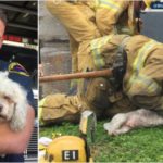 Hero Firefighter Brings Dead Dog Back to Life