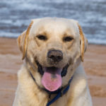 Labrador Retrievers Yet Again Break AKC Top 10 Breed Record