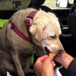 Dog Found Alive 3 Days After Fatal Boat Crash