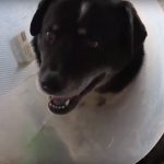 12-Year-Old Aussie Shepherd Survives Being Picked Up by Tornado