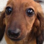 GRRR: Jury Finds PetSmart Groomer Not Guilty in 2016 Death of Dachshund