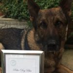 Watch Amazing Bodycam Footage of Police Dog Tracking Down Suspect