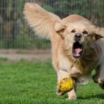 A Double Treat for Dog Lovers: ‘Dog Bowl’ to Join ‘Puppy Bowl’ in 2018