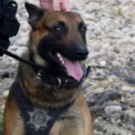 Police Dog Opens Gate to Save Partner from Attack