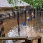 How to Help Animal Shelters and Rescues Affected by Hurricane Harvey