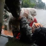 How to Help Shelters and Rescues Affected by Recent Hurricanes