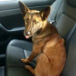 German Shepherd Stays by Pit Bull Buddy’s Body on Busy Highway