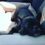 California Man Finds Therapy Dog Lost During Las Vegas Shooting