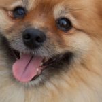 Hero Pomeranian Stays by Blind Chihuahua’s Side During House Fire