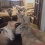 Baaa-d Job? Border Collie Herder-in-Training Leads Sheep into House