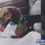 Beagle Who Fell Into Ice-Covered Pond Dies Saving Life of Owner