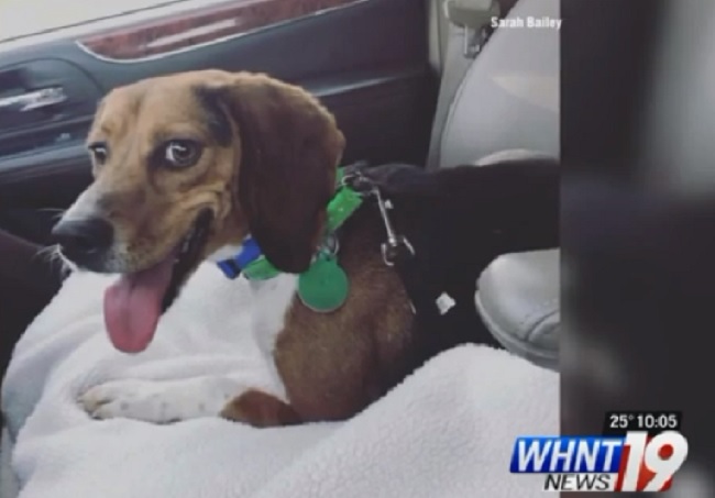 dog saved life of owner in icy pond