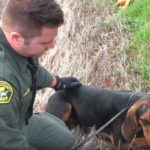 Watch Hero Officers Rescue a Bloodhound Trapped under a Car on Busy Freeway