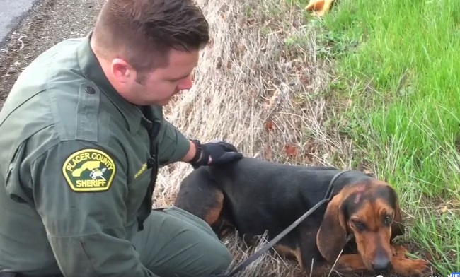 Officers save dog trapped under car's tire on busy freeway