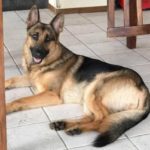 Hero German Shepherd Shot 3 Times Protecting Boy During Home Invasion (He’s OK!)