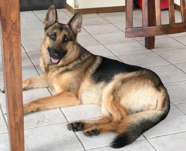 Rex the hero dog shot 3 times