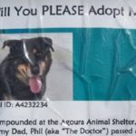 Thanks to Flyer, Dog Park Regular Whose Owner Died Has a Loving New Home