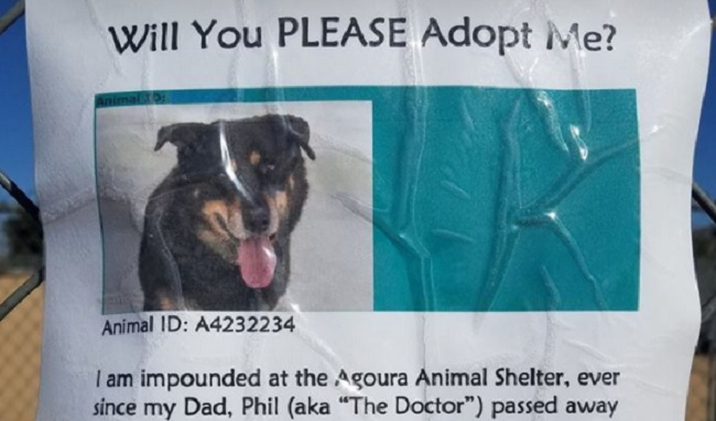 Dog park regular's owner died
