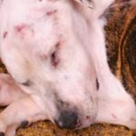 Trial Finally Begins in Horrific ‘Puppy Doe’ Abuse Case