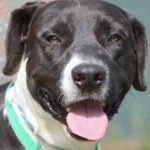 Rescued Dog Rescues New Family from House Fire