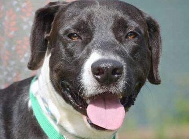 rescued dog saves new family from house fire