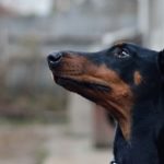 Firefighter Saves Dog’s Life Day After Her Doberman Dies of Cancer