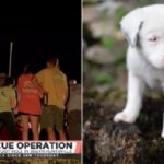 After 31 Hours, Deaf Puppy Rescued from 50-Foot Hole