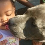 Young Hero Pit Bull Saves Baby from House Fire