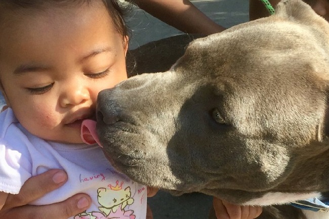 pit bull saves baby from house fire