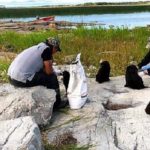 How the Heck Did 7 Puppies End Up on an Uninhabited Canadian Island?