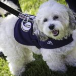 Whatever Happened to Milwaukee Brewers Mascot Hank the Dog?