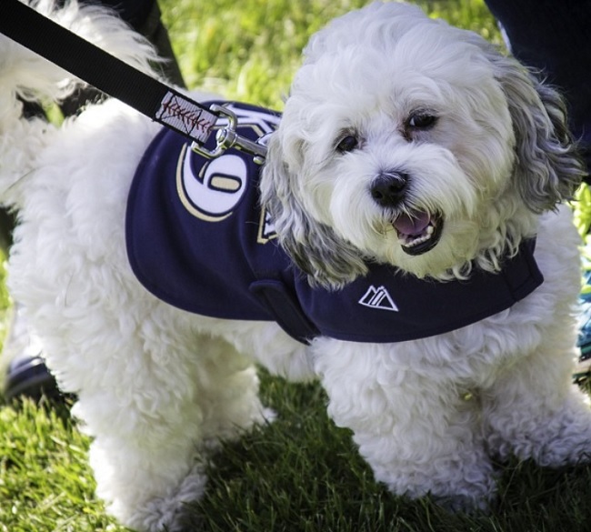 Whatever Happened to Milwaukee Brewers Mascot Hank the Dog?