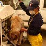 How to Help Pets Displaced by Wildfires Burning in California