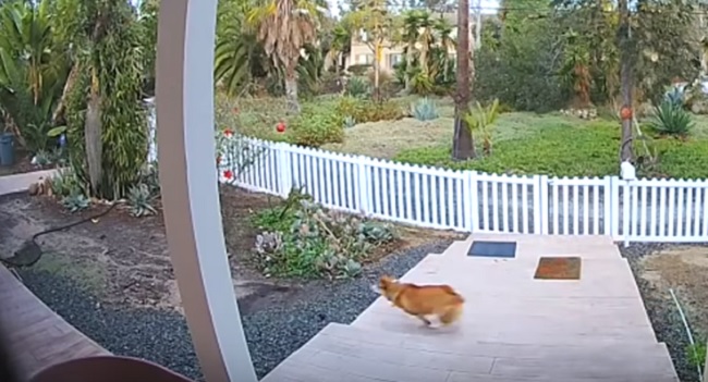 corgi chases coyote