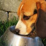 Dry Dog Food Brands Recalled Due to Dangerous Levels of Vitamin D