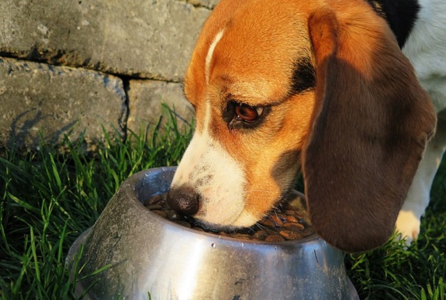 dry dog food recall