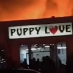 86 Puppies Rescued from Pet Store Fire