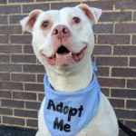 Homeless Pit Bull Helps Rescue Kittens Trapped in Storm Drain