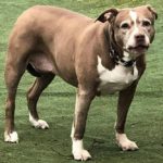 Hero Pit Bull Alerts Authorities to Gas Leak
