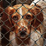 Thanks to Social Media Rumor, Every Pet Adopted from San Bernardino Animal Shelter
