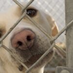 What You Should Know Before Adopting a Shelter Dog