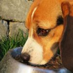 FDA Warns that Some Dog Food Brands Could Be Linked to Heart Disease