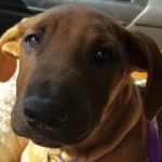 Sacramento Police Dispatcher Adopts Shelter Dog Who Comforted Him after Tragedy