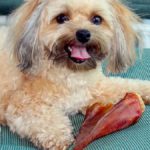 Pig Ear Treats Could Be Causing Human Salmonella Infections