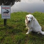 Elderly Florida Man Rescues Golden Retriever from Alligator