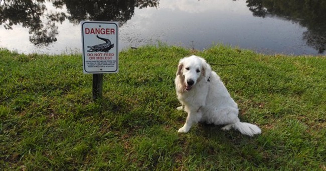 elderly man saves dog from alligator
