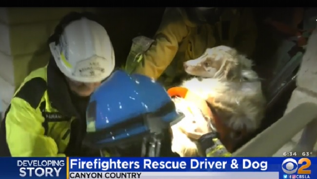 firefighters rush dog to animal hospital